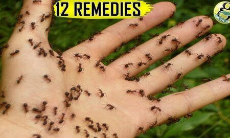 Get Rid of Ants at Home