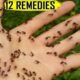 Get Rid of Ants at Home