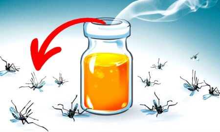 Get Rid of Mosquitoes