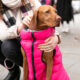 Wholesale Luxury Dog Jackets Online