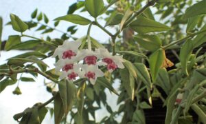 Hoya Bella