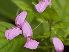 magenta flower