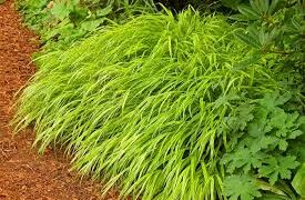 grass
