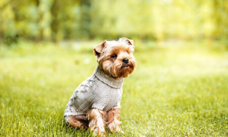 Buy Luxury Dog Clothing Online