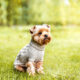 Buy Luxury Dog Clothing Online