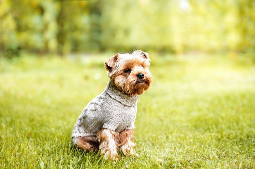 Buy Luxury Dog Clothing Online