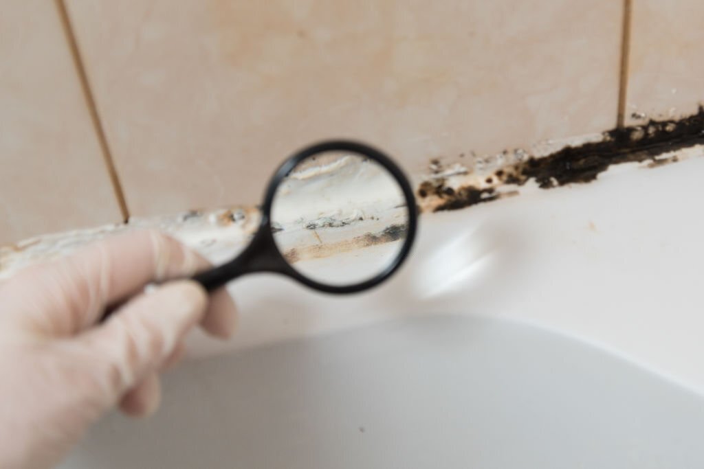 mold inspection services