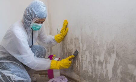 Mold remediation services