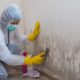 Mold remediation services