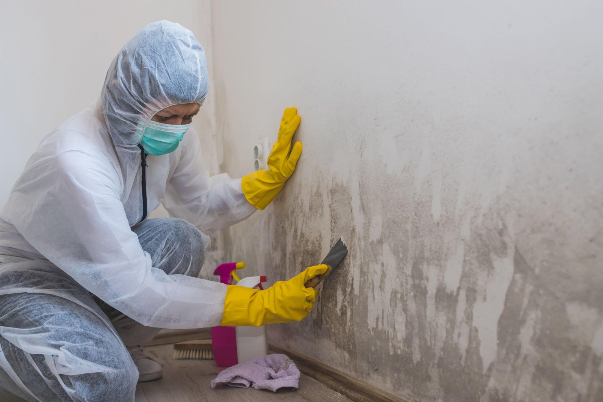 Mold remediation services