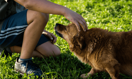 Understanding Pet Body Language